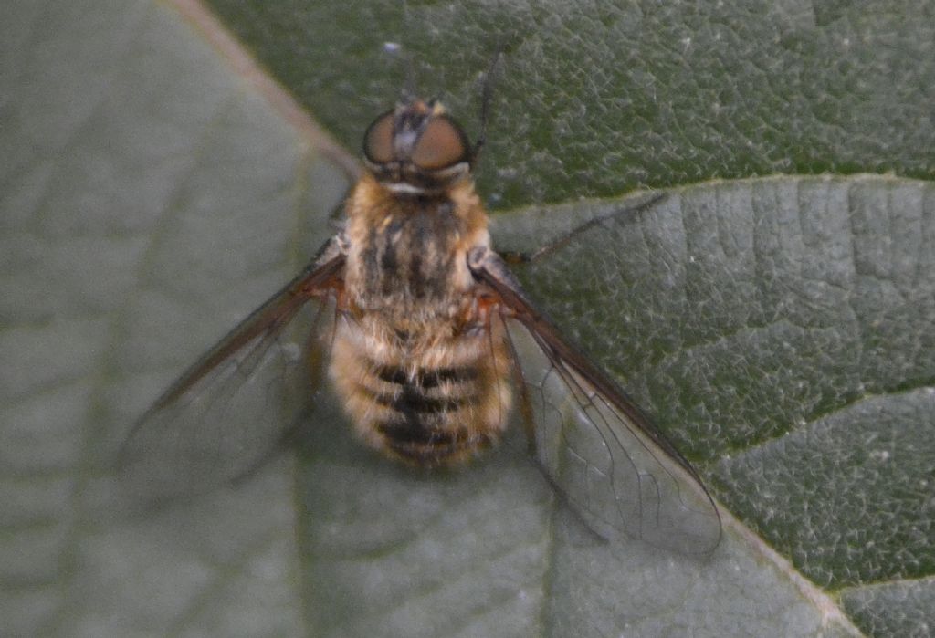 Bombyliidae:  Villa sp.